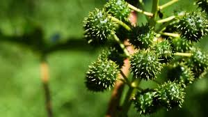 Mamada de hembra muy rica 18 min. Mamona Vira Alternativa De Tratamento A Vitimas De Acidentes No Brasil Revista Globo Rural Agricultura