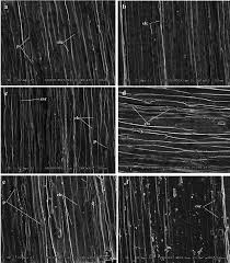 Man beachte die glauke farbe Sem Images Of Lateral Shoots Of Poa Species A Adaxial Leaf Epidermis Download Scientific Diagram