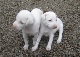 High to low pure breed american xl bully puppies 8 weeks old, are ready to go new home microchips, health. Indian Breeds Of Dog List With Pictures