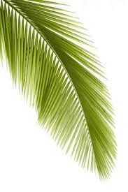 Including transparent png clip art, cartoon, icon, logo, silhouette, watercolors, outlines, etc. 80 Palm Tree Clip Art Ideas Palm Tree Clip Art Clip Art Palm