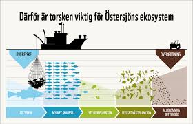 These cookies are necessary for the website to function and cannot be switched off in our systems. Overgodning Och Algblomning I Ostersjon Varldsnaturfonden Wwf
