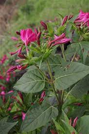 Flowers annuals perennials bulbs seeds. Four O Clock Invasive Species South Africa Issa Facebook