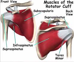 Image result for Shoulder Exam