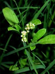 Image result for Euploca ovalifolia