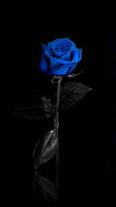Most Beautiful Black And Blue Roses Blue Rose Blue Roses Wallpaper Rose Wallpaper Blue Rose Tattoos