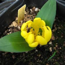 Image result for Daubenya