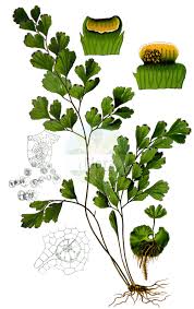Image result for Pteridaceae