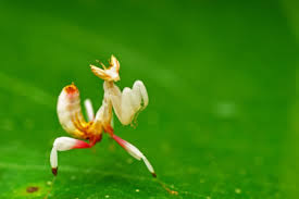 Navigate to the first search result item. Orchid Praying Mantis Pet Orchid Flowers