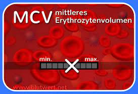 Blutwert Mcv Mittleres Erythrozyteneinzelvolumen Normalwerte