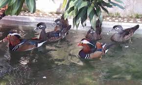 We did not find results for: Colorful Mandarin Ducks The New Favorites Of Vietnam Pet Lovers Vnexpress International