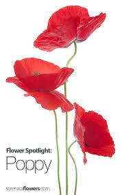 On memorial day, americans wear red poppy flowers as a way to honor the men and women who have lost their lives protecting our country. Flower Spotlight Poppy Pollen Nation