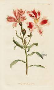 Alstroemeria Pelegrina Spotted Flower D Alstroemeria From William Curtis Botanical Magazin Botanical Drawings Botanical Illustration Vintage Botanical Prints