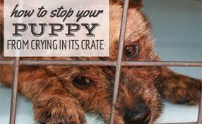 Puppy Crying Or Whining In Crate Day Or Night How Long To Let Them How To Get Them To Stop And More Caninejournal Com