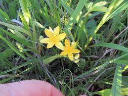Image result for Hypoxis angustifolia