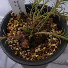 Image result for Aeollanthus subacaulis