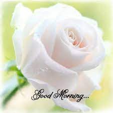 We did not find results for: Good Morning Good Morning Flowers White Rose Flower Rose