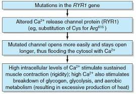 Malignant Hyperthermia Pathophysiology Note Ryr1 Gene Is