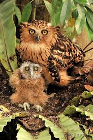 he pel s fishing owl scotopelia peli is a large species of owl in the strigidae family it is found throughout a large part of sub owl owl bird awesome owls