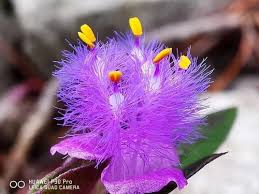 Image result for Cyanotis vaga