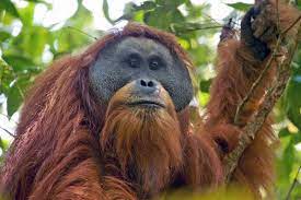 The Biggest Issues For Wildlife And Endangered Species In 2019 Scientific American Blog Network