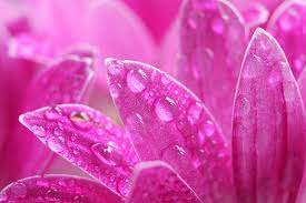 Visit pink lily for boutique fashions, trendy clothing and fab looks that are fun and affordable. Pibk Dew Magicwall