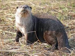 African Clawless Otter Wikipedia The Free Encyclopedia