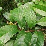 Image result for Tetracera alnifolia