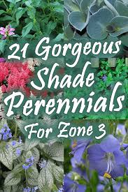 Another beautiful perennial that can grow in the shade, the hillside black beauty is known for its dark foliage and pale flowers. 21 Gorgeous Shade Perennials For Zone 3 Garden Tabs