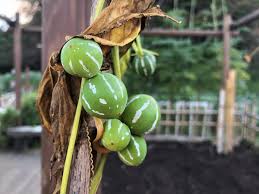 Image result for Diplocyclos