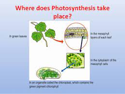 Chloroplasts (mostly found in the mesophyll layer) contain a green substance called chlorophyll. Cds 2 2017 Exam Answer Key For Gk Biology Questions