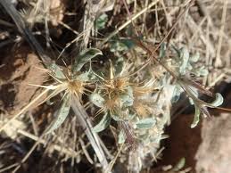 Image result for Dicoma