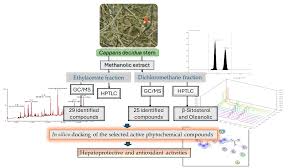 Image result for Cryptolepis decidua