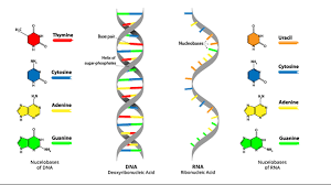 Periode pembentukannya ditandai dengan penindasan ekspresi kolam protein dasar, yang berperan penting untuk metabolisme. Pengertian Rna Ciri Fungsi Struktur Macam Jenis Dan Proses Terbentuknya Rna Ribonucleic Acid Pelajaran Sekolah Online