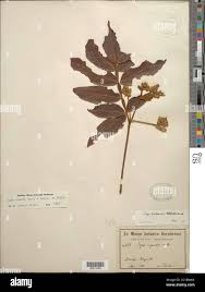 Image result for Kotschya strigosa