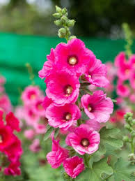 Plant the miniature hollyhock seeds in the top of the container in the spring when the temperature is plant seeds in full sun in early spring. Hollyhock Plant Care How To Grow Hollyhocks