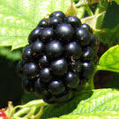 We did not find results for: Nectar Boysenberry Plant Bushes For Sale Willis Orchards