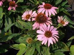 Http Www Donnan Com Images Coneflower Jpg Perennials Echinacea Purpurea Echinacea