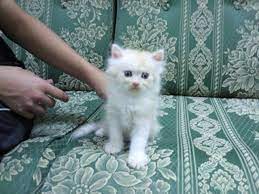 قطة صغيرة بتجنن للبيع 2021 - YouTube