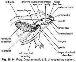 Respiratory System Of Frog With Diagram Vertebrates Chordata Zoology