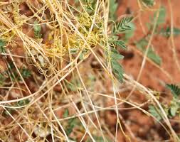 Image result for Cuscuta hyalina
