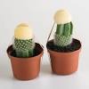 Spiny cactus and disposable shaver on pink top view. Https Encrypted Tbn0 Gstatic Com Images Q Tbn And9gctrzawjeuu4x0qmw7neqqdmbdoqpvmazvttbf4bizw A4j30abi Usqp Cau