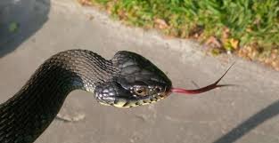 Identify Snake General In Southeast Louisiana Louisiana