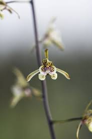 Image result for Oeceoclades