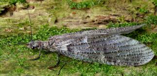 Image result for Megaloprotachne