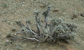 Image result for Plinthus