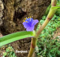 Image result for Cyanotis lanata