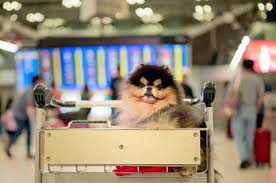 Image result for Recreation Pets Dogs Humor