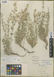 Image result for Galium chloroionanthum