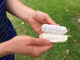 Specializing in fruit trees, including apple trees, citrus, avocado, mango, olive, macadamia, lychee, pawpaw and others. Foraging Ice Cream Beans Inga Edulis Milkwood