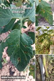 Tomato plant leaves turning black. Black Spots On Your Tomato Plants They Might Suffer Of Early Blight Plant Leaves Turning Yellow Plant Leaves Turning Plant Leaves